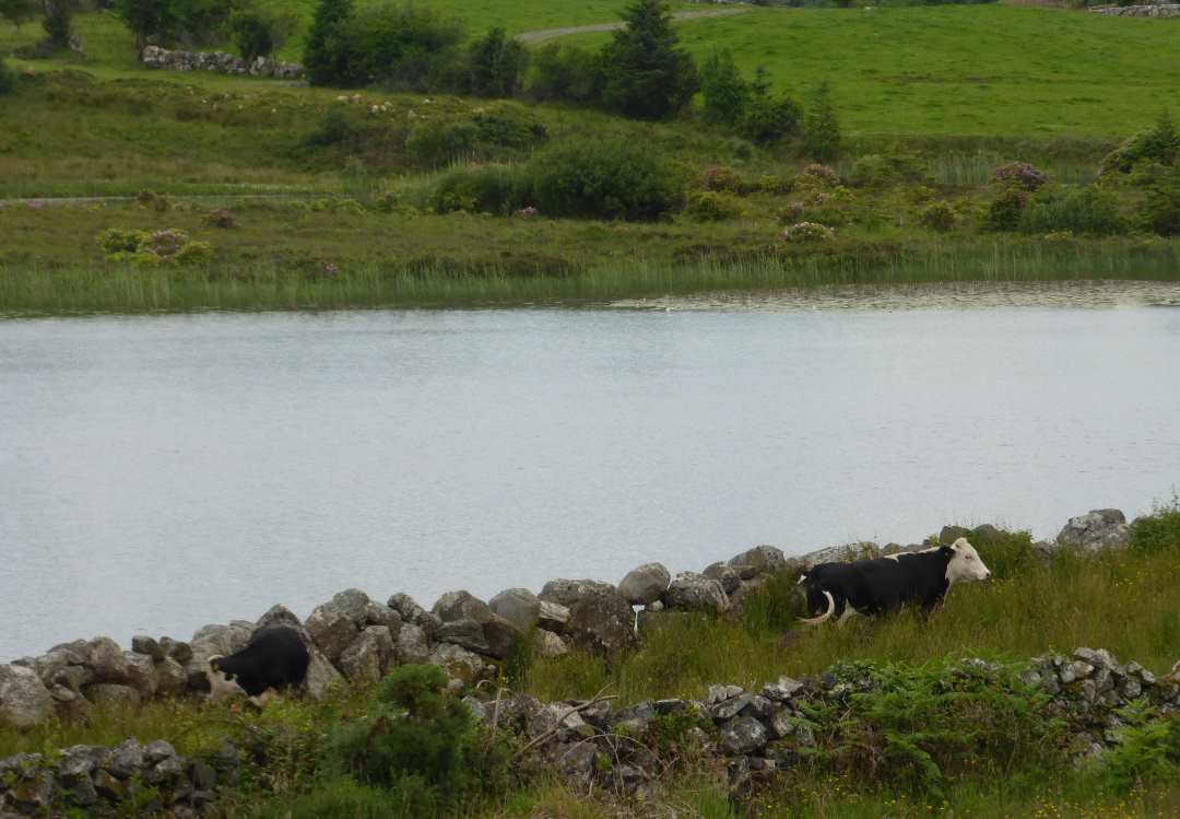 irish flood lands ireland disclaimer
